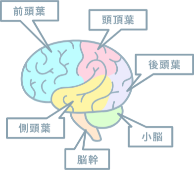 脳と意識の深層